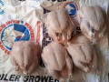 chickens-small-0