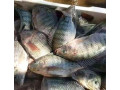 fish-farming-consultancy-small-0