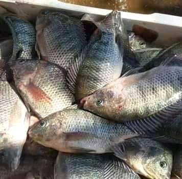 fish-farming-consultancy-big-0