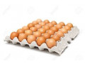 big-eggs-for-sale-small-2
