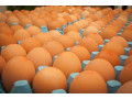 big-eggs-for-sale-small-1