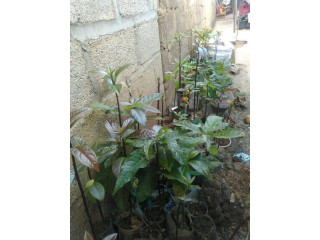 Local avocado seedlings