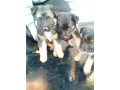 gsd-puppies-small-0