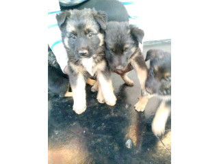 Gsd puppies