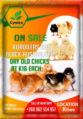 chicks-for-sale-big-0