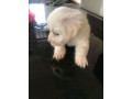 maltese-puppy-small-0